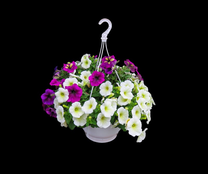 Hanging planters